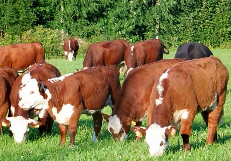 Проблемы мясного животноводства в России